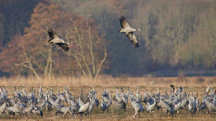 Kraniche im Herbst, Foto: Colourbox