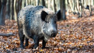 Wildschwein im Herbstwald, Foto: Colourbox