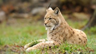 Junger Luchs, Foto: COLOURBOX