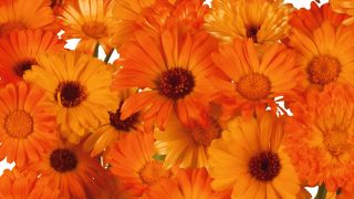 Orangefarbene Blumen, Foto: colourbox