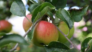 Apfelbaum, Foto: Antenne Brandenburg