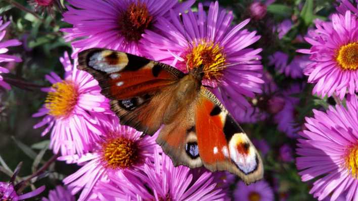 Schmetterling, Foto: Antenne Brandenburg