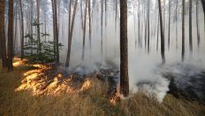 Waldbrand, Flammen und Rauch, Foto: dpa/Sebastian Gabsch/Geisler-Fotopress