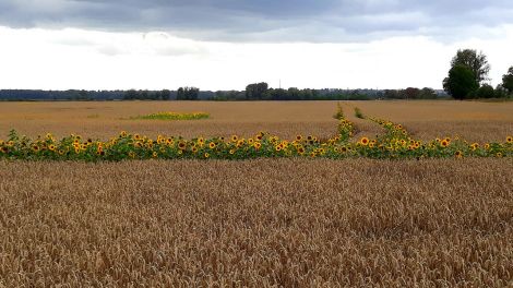 Sonnenblumen und Getreidefeld im Oderbruch, Danny Krüger aus Sachsendorf via Antenne Studionachricht