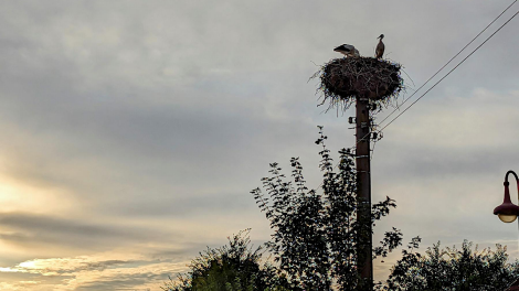 Ein Morgengruß von der Storchfamilie aus Küstrin-Kietz, Foto: Uwe Bräuning, Antenne-Studionachricht - 26.07.2023