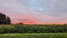 Sonnenaufgang über einem Maisfeld, Foto: Uwe Bräuning via Studionachricht