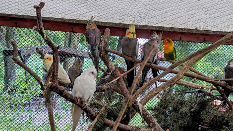 Grüße aus dem Vogelpark Küstrin-Kietz, Foto: Uwe Bräuning aus Küstriner Vorland über die Antenne-Studionachricht - 31.07.2023