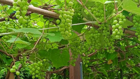Wein in Rehbrücke, Foto: Christiane Alisch via Studionachricht