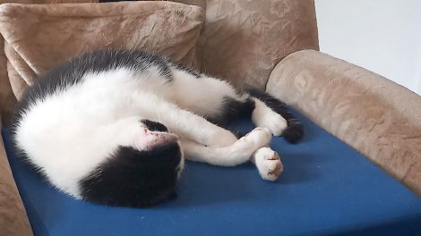 Morgengruß, die Katze schläft noch ;-), Hörerfoto von Christian Müller aus Casekow