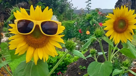 Sonnenblume mit Sonnenbrille, Foto: Marlies Dunkeld via Studionachricht