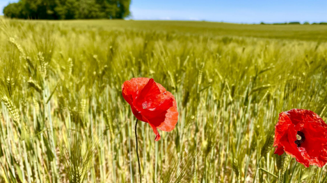 Mohnfeld, Foto: Remo Skwierawski aus Hennigsdorf über die Antenne-Studioapp - 27.07.2023