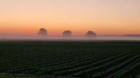 Bäume an einem Feld im Morgennebel, Hörerfoto von Wenke Beyer aus Altdöbern