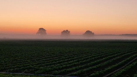 Bäume an einem Feld im Morgennebel, Hörerfoto von Wenke Beyer aus Altdöbern