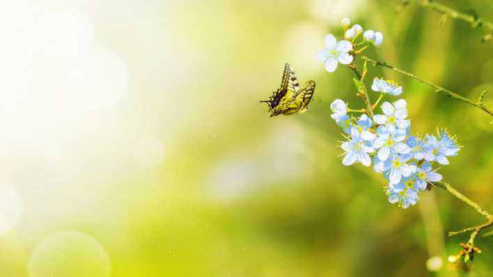 Grüner Frühlingshintergrund mit Schmetterling an weißer Blüte Grüner Frühlingshintergrund mit Schmetterling an weißer Blüte