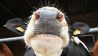 Blick von unten auf die Schnauze und die Ohren einer Kuh (Quelle: imago/Steffen Schellhorn)