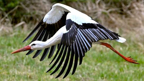 Archiv: Bad Freienwalde: Der Weißstorch «Kurtchen Rotschnabel», wie er liebevoll von den Einwohnern in Bad Freienwalde genannt wird, fliegt über eine Wiese. (Foto: dpa)