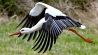 Archiv: Bad Freienwalde: Der Weißstorch «Kurtchen Rotschnabel», wie er liebevoll von den Einwohnern in Bad Freienwalde genannt wird, fliegt über eine Wiese. (Foto: dpa)