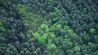 Symbolbild: Luftaufnahme eines Waldes in Brandenburg (Quelle: IMAGO/McPHOTO)