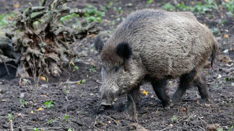 W<ildschwein such im umgegrabenen Boden nach Nahrung (Bild: imago images/Jan Hübner)