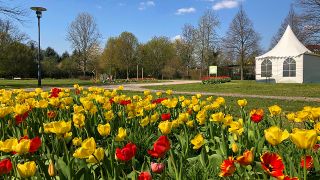 Blühende Tulpen im Laga-Park Luckau