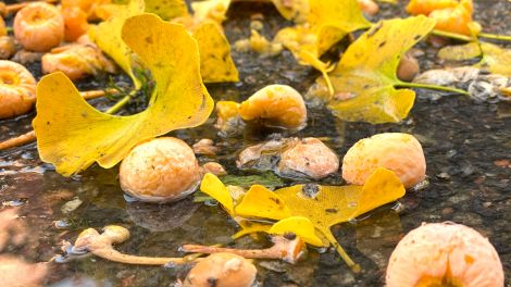 Ginkgo-Früchte und gelb gefärbte Ginkgo-Blätter liegen in einer Pfütze.